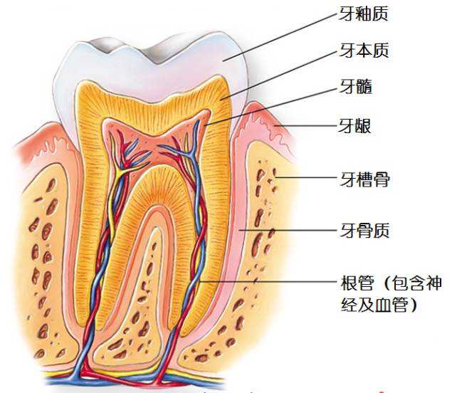 牙齿的解剖结构