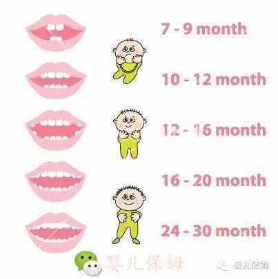宝宝长牙须知，附长牙最全护理方式及顺序表~