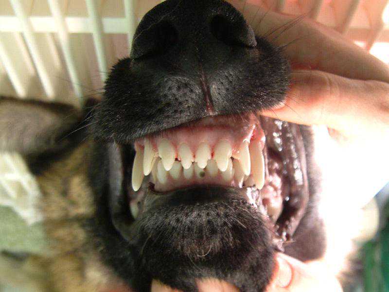 狗狗也会出现咬合问题，问题严重时，可能要和人一样接受牙齿矫正