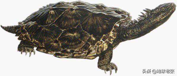 史前生物图鉴97——原颌龟